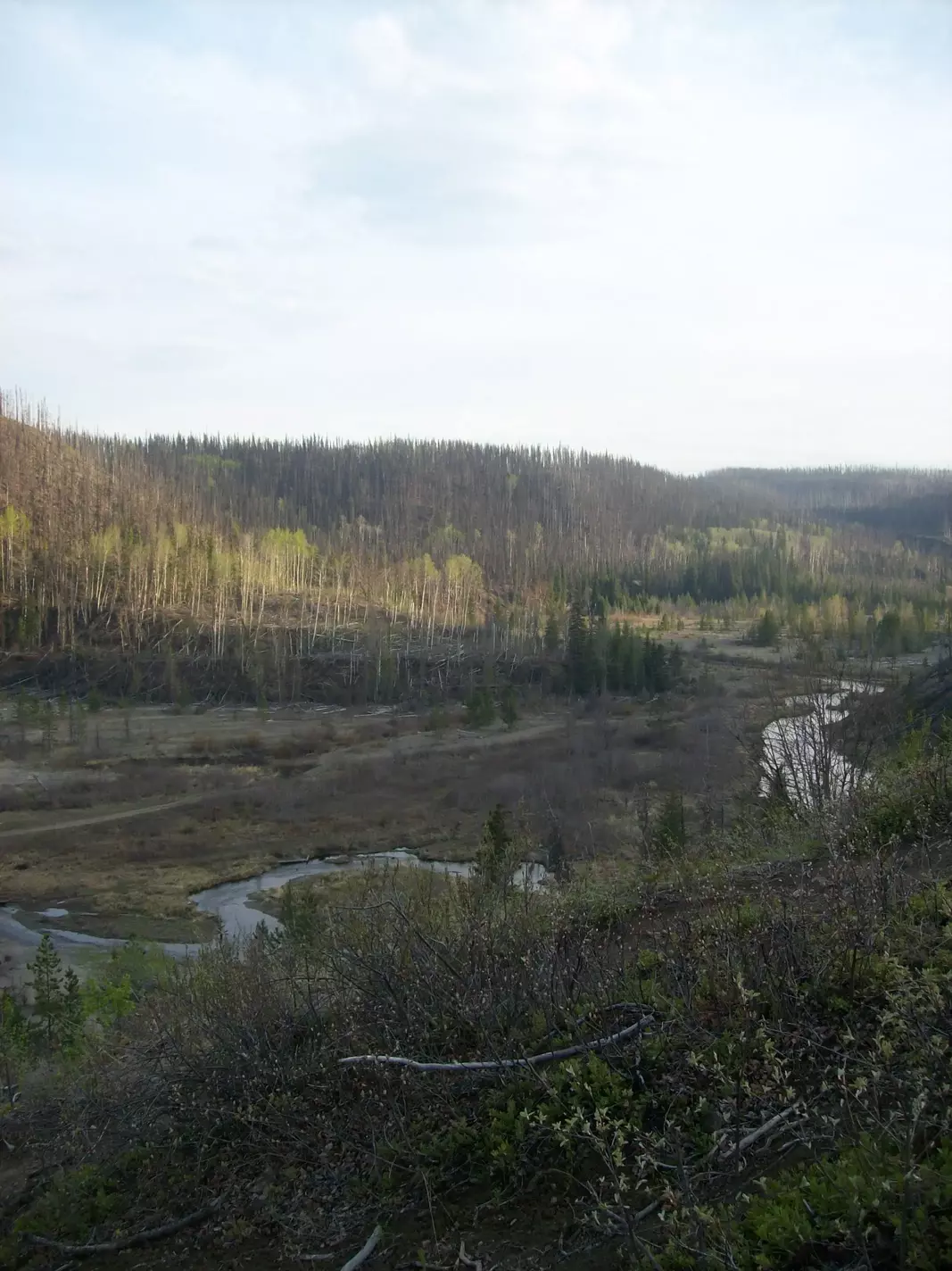 Alberta wilderness.